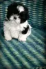 Фото №3. Shih tzu Welpen Zur усыновление.  Германия