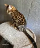 Дополнительные фото: Вязка бенгальских кошек