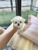Фото №3. Продаются милые очаровательные щенки мальтийской болонки. Свяжитесь с WhatsApp.  Финляндия
