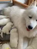 Фото №3. Samoyed puppys........whatsapp me at 44 7453 907158.  Нидерланды