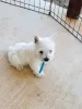Фото №3. Очаровательные щенки Westie готовы к своим домам навсегда.  Великобритания