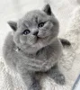 Фото №3. Британский короткошерстный котенок доступен для усыновления. Греция