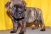 Фото №3. Продаются щенки бульмастифа.  Германия