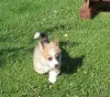 Дополнительные фото: Вельш-корги - пемброк