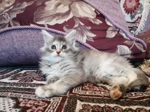 Дополнительные фото: Kitten Maine Coon