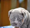 Дополнительные фото: Teacup-Anglish Bulldog Zur Усыновление