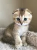 Фото №2 к объявлению №173297 о продаже шотландская вислоухая (скоттиш фолд) - купить в Польше частное объявление, заводчик