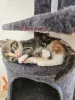 Дополнительные фото: Maine-Coon-Mix-Kätzchen