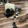 Фото №3. Cachorros Schnauzer Диспонирование Para para asción.  Германия