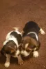 Фото №3. Glückliche und gesunde Beagle-Welpen zu verkaufen.  Германия