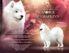 Дополнительные фото: Питомник самоедов Lovely Snow Diamonds (HU)