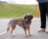 Дополнительные фото: Редкой внешности собачка ищет дом