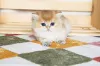 Фото №3. Доступны британские короткошерстные котята TICA Reg. Великобритания