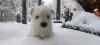 Дополнительные фото: Продаются щенки лучших представителей своей породы West Highland White Terrier