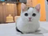 Дополнительные фото: Süße weiße Munchkin-Kätzchen