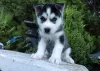 Фото №1. сибирский хаски - купить в Los Angeles за договорная. Объявление №81571