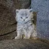 Фото №3. Великолепный помет британских короткошерстных котят доступен для вас. Великобритания