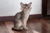 Дополнительные фото: Абиссинские малыши - 2 мальчика и девочка
