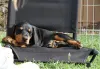 Дополнительные фото: Чистый черный и загар Doberman Pup для нового дома