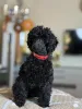Дополнительные фото: Black Toy Poodle Girl Родилась 13 мая 2025 года.