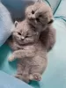 Дополнительные фото: Beautiful British Shorthair Blue Babies