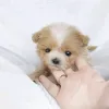 Фото №3. Maltipoo Welpen Verfügbar..  Германия