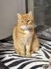 Фото №3. Воспитанная интеллигентная рыжая кошечка Алиса ищет дом. Россия