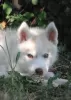 Дополнительные фото: husky puppies 2 months old