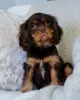 Фото №4. Продажа кавалер-кинг-чарльз-спаниеля в Флим частное объявление - цена 51022₽