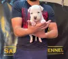 Дополнительные фото: Американский стаффордширский терьер, щенки первоклассной родословной.
