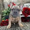 Фото №3. Французский бульдог, кобель, 12 недель, готов к поездке домой..  Германия