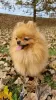 Дополнительные фото: Сute black&tan Pomeranian puppy