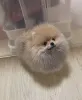 Дополнительные фото: Adorable pomeranian
