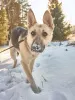 Дополнительные фото: Веста ищет дом!