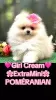 Дополнительные фото: Pomeranian lulu Extra Mini