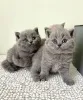 Фото №1. британская короткошёрстная - купить в Берне за договорная. Объявление №142154