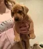 Фото №3. Fox red Labrador Retrievers pups for sale. ..whatsapp me at 44 7453 907158.  Австрия
