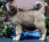 Дополнительные фото: Кавказская овчарка красивые щенки
