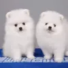 Фото №2 к объявлению №115913 о продаже померанского шпица - купить в Германии заводчик