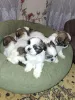Дополнительные фото: Идеальные чистокровные щенки Ши-Тцу.