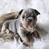 Фото №4. Продажа французского бульдога в Париже частное объявление, из приюта - цена 231918₽