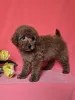 Дополнительные фото: Rote Zwerg pudel welpen