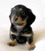 Фото №3. Dachshund Puppy для усыновления.  Германия