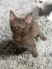 Фото №3. Котята Гавана Браун te koop. Бельгия