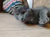 Дополнительные фото: Очаровательная юная кошечка Дымка в дар