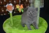 Фото №3. British shorthair kittens for sale.. Германия