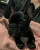 Фото №4. Продажа французского бульдога в Halle (Saale) частное объявление - цена 34150₽
