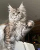 Фото №3. Котенок мейнкун. Великобритания