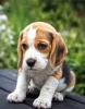 Фото №2 к объявлению №163875 о продаже бигля - купить в Нидерландах частное объявление, заводчик