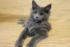 Фото №3. Типичный котенок Мэн -Кун. Германия